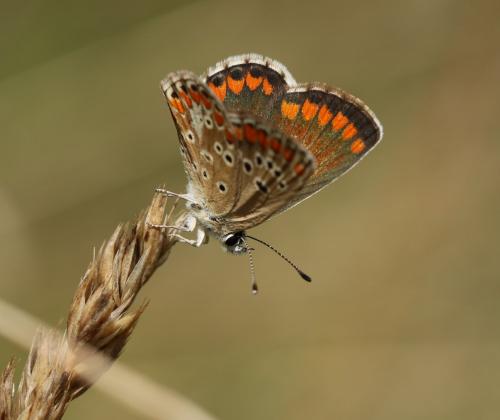Aricia agestis